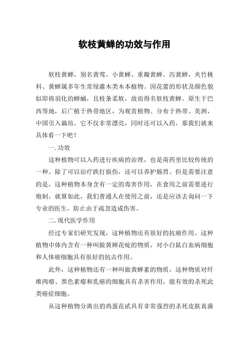 软枝黄蝉的功效与作用