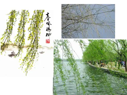 人教版七年级语文上册《春》课件42张PPT