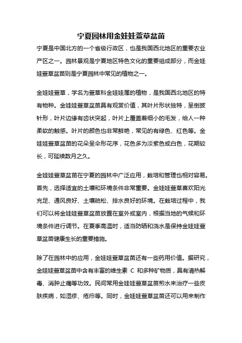 宁夏园林用金娃娃萱草盆苗