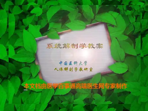 心血管系统解剖学-课件