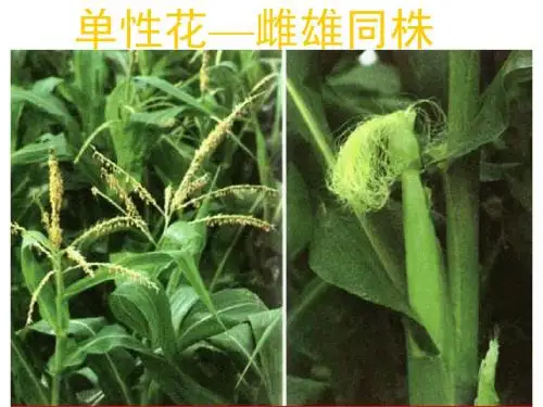 2-1-1-2植物的双受精