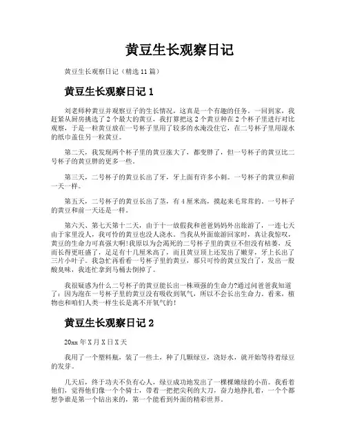 黄豆生长观察日记