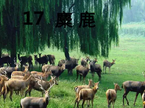 苏教版六上麋鹿课件