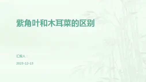 紫角叶和木耳菜的区别