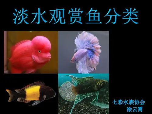 淡水观赏鱼分类1