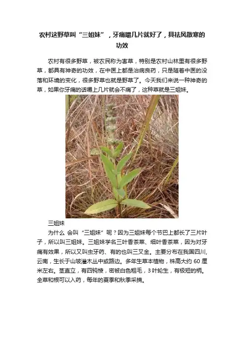 农村这野草叫“三姐妹”，牙痛嚼几片就好了，具祛风散寒的功效