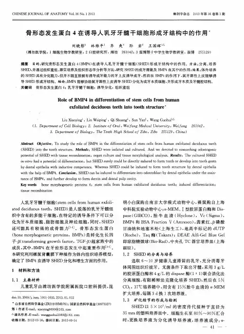 骨形态发生蛋白4在诱导人乳牙牙髓干细胞形成牙结构中的作用