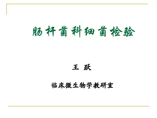 肠道杆菌检验(实验)