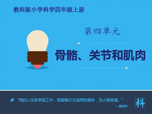 《骨骼、关节和肌肉》教科版四年级科学上册PPT课件(6篇)