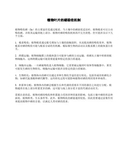 植物叶片的硒吸收机制