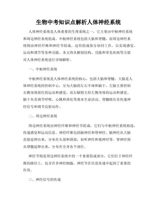 生物中考知识点解析人体神经系统