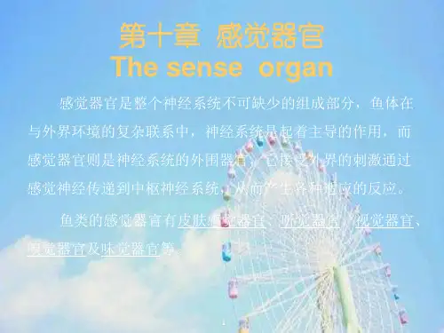 鱼类学-感觉器官PPT教学课件