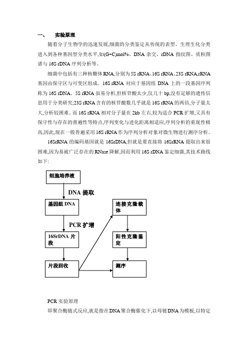 16SrDNA 实验原理