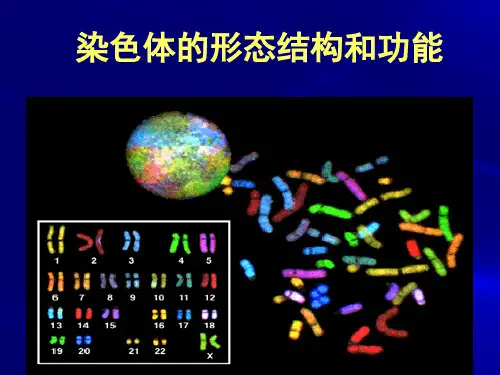 染色体