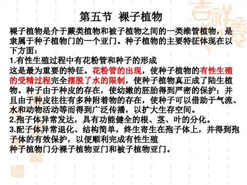 高中生物竞赛课件：植物学——裸子植物