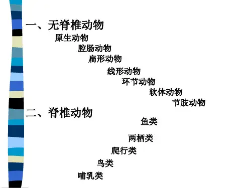动物的分类全面版