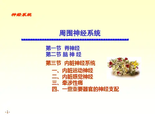 人体解剖学：内脏神经