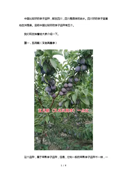 中国比较好的李子品种及李子苗基地