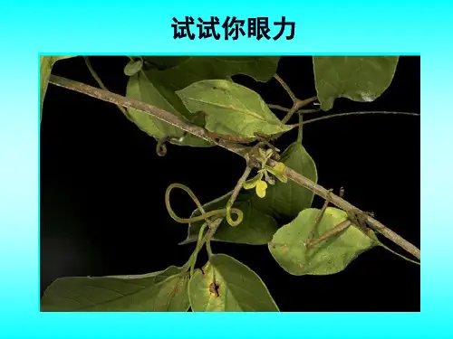北师大版初中生物八上第五单元15.1《动物运动的方式》课件(共20张PPT)