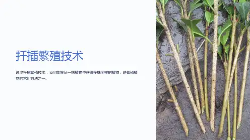 《扦插繁殖技术》课件