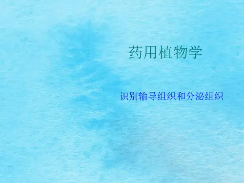 [医学]药用植物学ppt课件