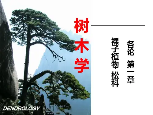 树木学32(各论第一章)裸子植物(松科)