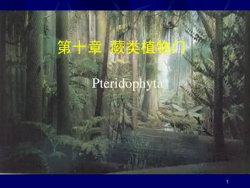 蕨类