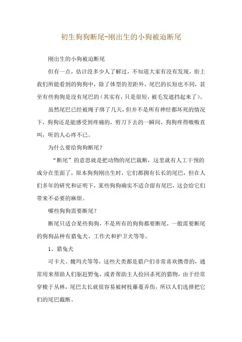 初生狗狗断尾-刚出生的小狗被迫断尾