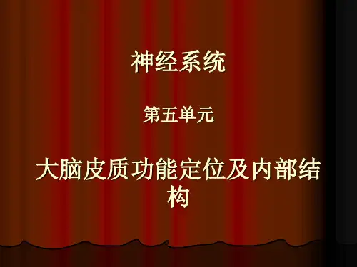 皮质功能定位及内部结构