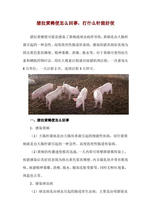 猪拉黄稀便怎么回事,打什么针能好使