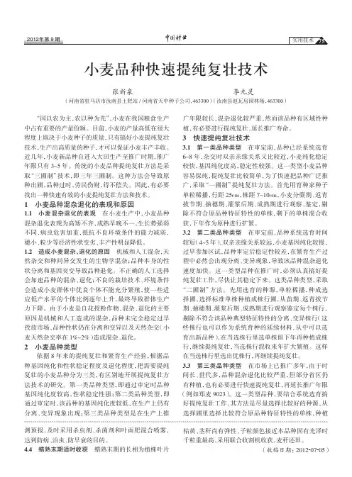 小麦品种快速提纯复壮技术