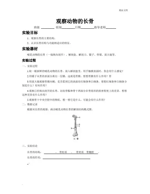 观察动物的长骨