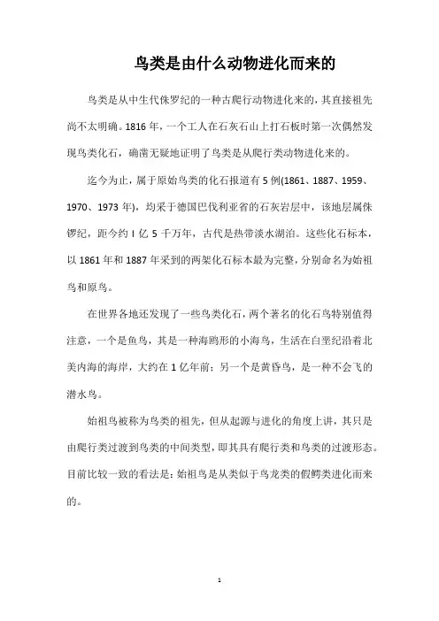 鸟类是由什么动物进化而来的