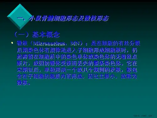 小鼠骨髓细胞微核及精子畸形实验5