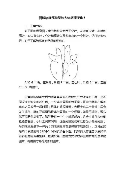图解猪肺部常见的大体病理变化！