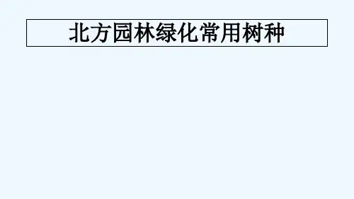 北方园林绿化常用树种-PPT