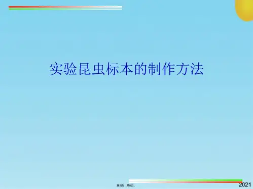 实验昆虫标本的制作方法(共8张PPT)