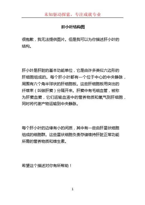 肝小叶结构图 