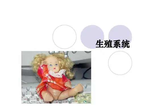 生殖系统生理医学PPT课件