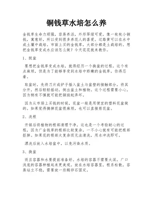 铜钱草水培怎么养