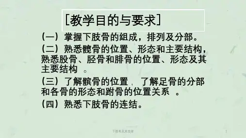下肢骨及其连接课件