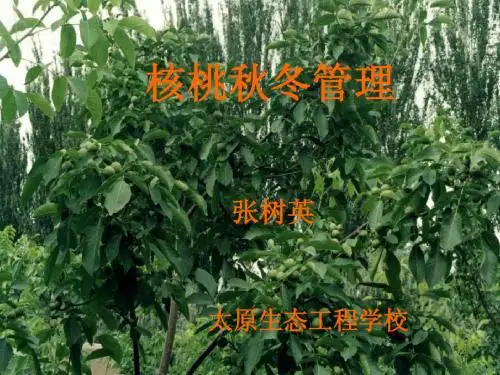 核桃秋冬季管理