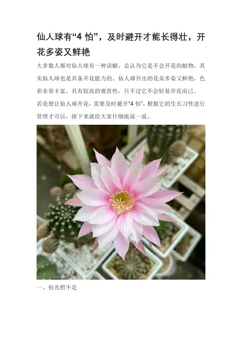 仙人球有“4怕”,及时避开才能长得壮,开花多姿又鲜艳