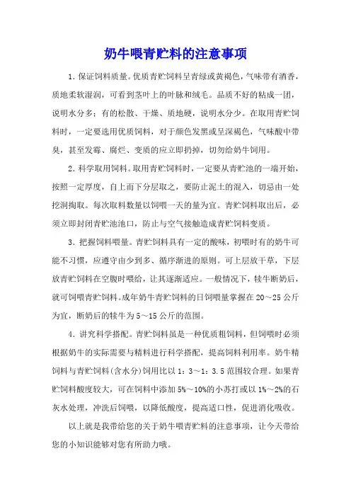 奶牛喂青贮料的注意事项
