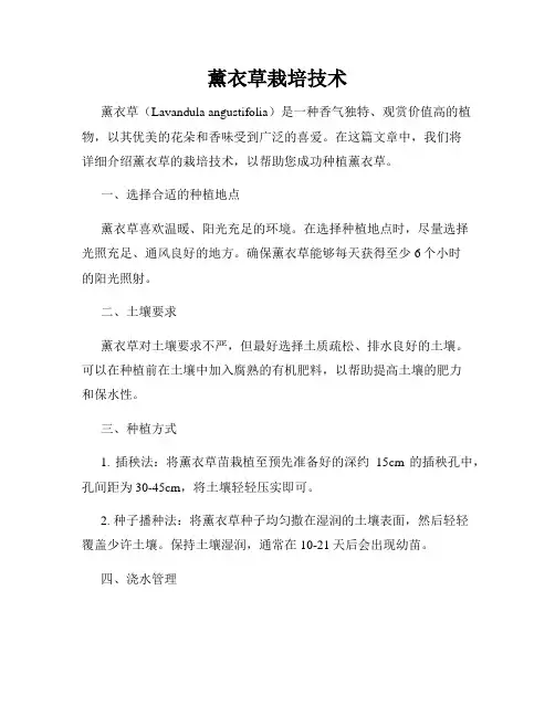 薰衣草栽培技术