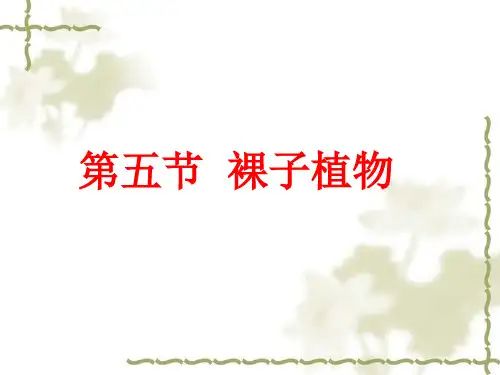 第五节裸子植物课件