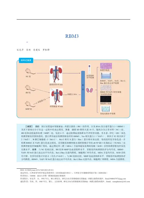 亚低温上调冷休克蛋白RBM3表达减轻肾脏缺血-再灌注损伤