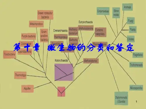 (医学课件)伯杰氏系统细菌学手册