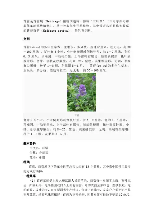 苜蓿种子