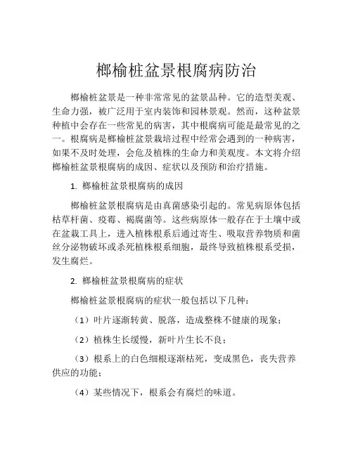 榔榆桩盆景根腐病防治